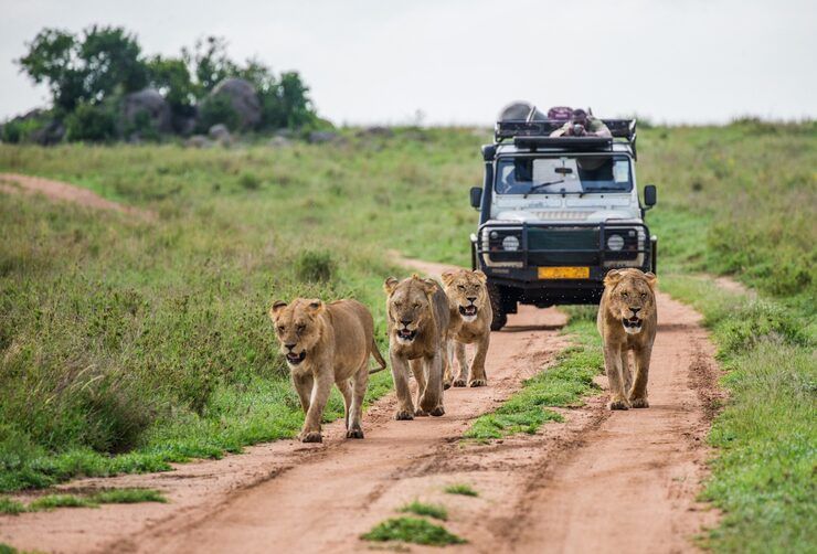 National Park Safaris Guide: Wildlife, Safari Types, Planning Tips and Conservation